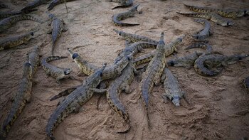 Cocodrilo del Orinoco: una especie