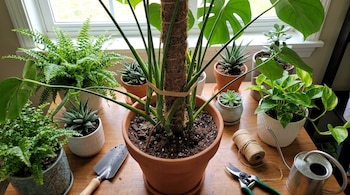 Una monstera en maceta sujeta con una banda elástica a un tutor de musgo, junto a tijeras, pala, regadera y otras plantas en una mesa.