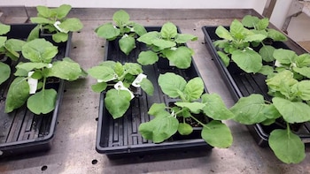 Científicos logran que una planta produzca múltiples compuestos psicodélicos: su potencial terapéutico
