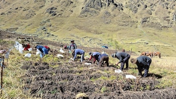 papa - agricultura