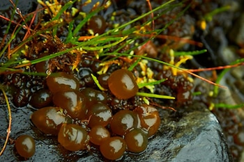 Investigaciones actuales destacan el potencial