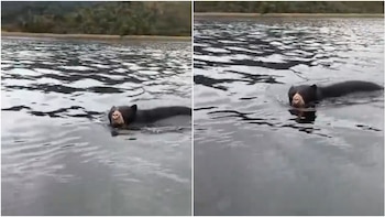 Video: Oso andino enterneció las