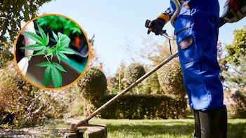 Un juez declara improcedente el despido de un jardinero que fumaba marihuana en el trabajo porque la droga “tiene una gran tolerancia tanto social como legalmente”