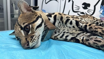 El ocelote en Ecuador bajo amenaza por enfermedades de animales domésticos