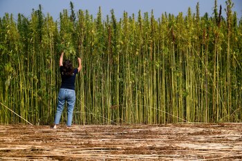 Un cultivo de cannabis industrial
