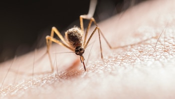 Texas reporta primer caso humano de virus del Nilo Occidental en 2026: síntomas, riesgos y claves de prevención