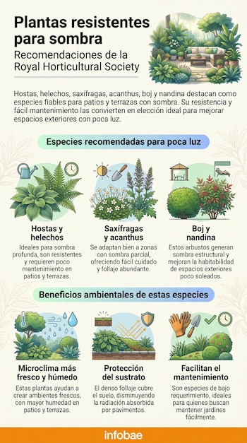 Infografía con texto "Plantas resistentes para sombra", Royal Horticultural Society. Ilustraciones de hostas, helechos, saxífragas, acanthus, boj, nandina y beneficios.