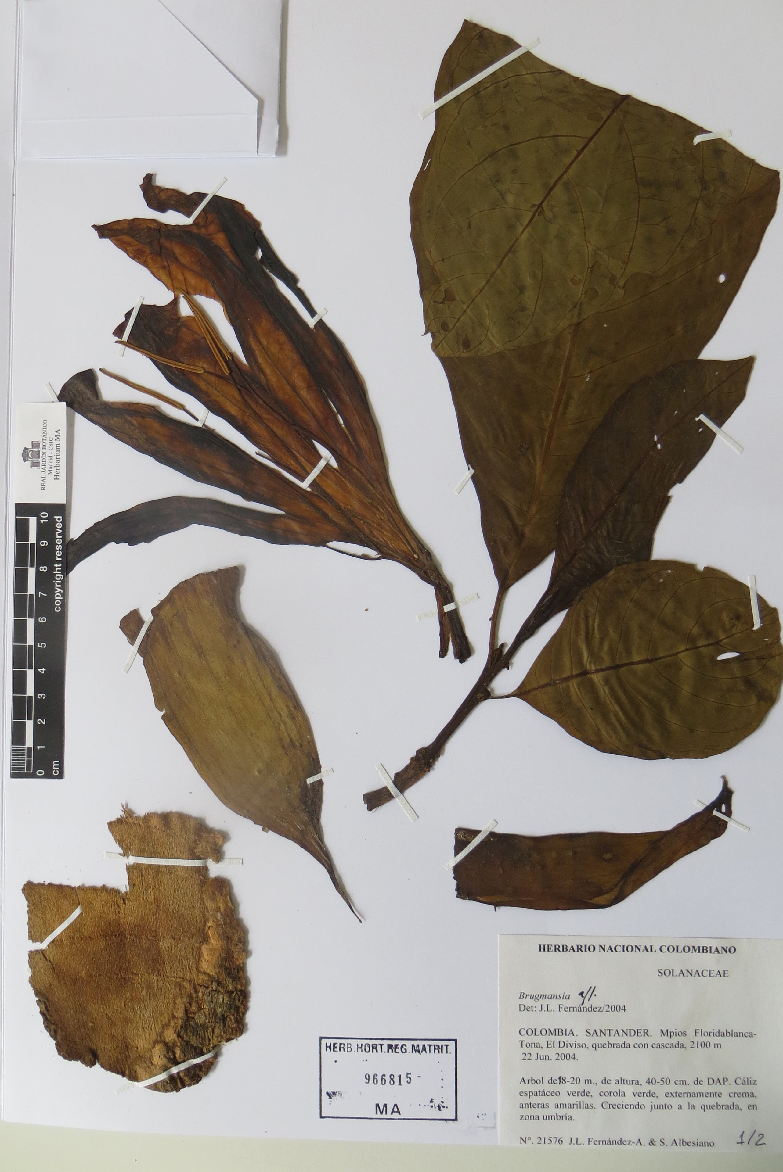 Este espécimen de herbario corresponde a Daturodendron absconditum, el nuevo género de árbol de la familia Solanaceae descubierto en los bosques nublados de Colombia y Perú, una contribución única a la biodiversidad andina. (Foto: Real Jardín Botánico de Madrid)