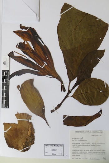Espécimen de herbario de planta sobre fondo blanco, con hojas secas de tonos marrones y verdes, tallos y un trozo de corteza, sujetados con cintas de papel. Incluye regla en cm y etiquetas con detalles de herbario