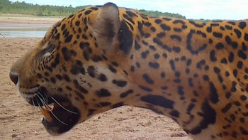 Uno de los Yaguaretés observados