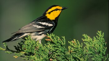 Las reinitas caridoradas son una