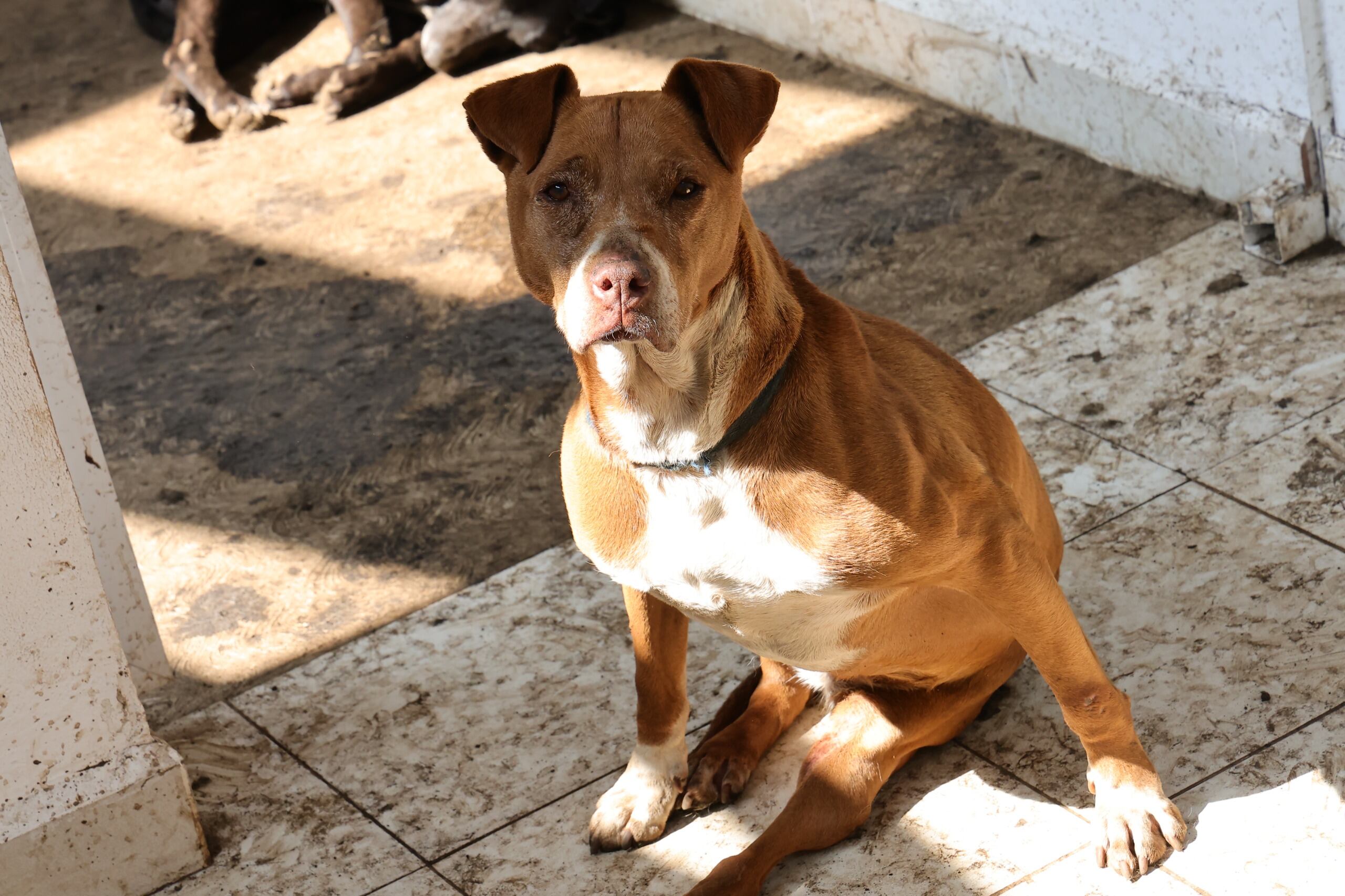 Gobierno CDMX atiende la salud de los perros rescatados del Refugio Franciscano (Gobierno CDMX)