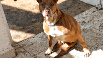 Refugio Franciscano afirma que está en condiciones para recibir a los perros en poder del Gobierno de la CDMX