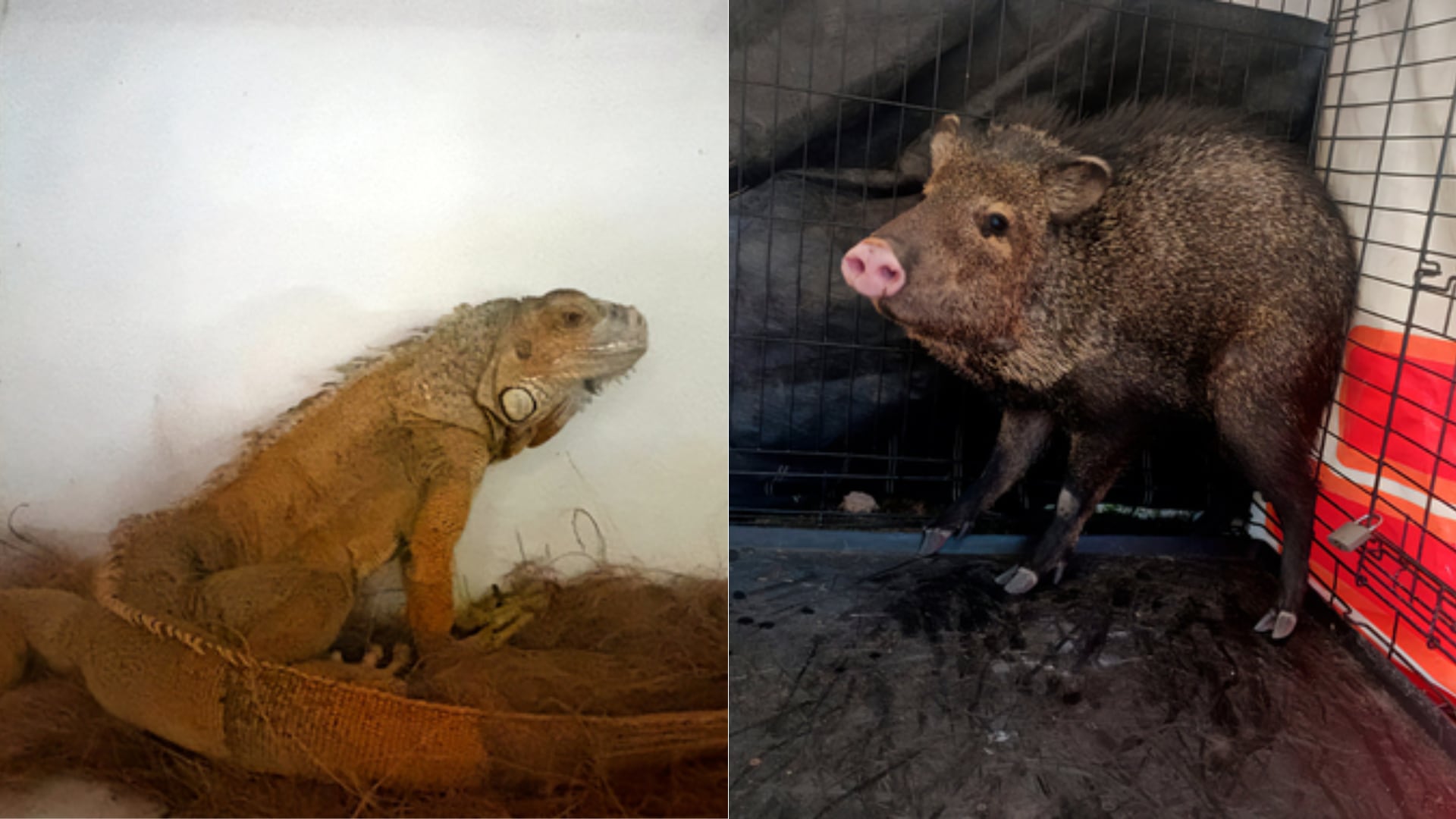 Profepa rescata casi 30 ejemplares de vida silvestre en Aguascalientes y Durango. (Foto: Profepa)