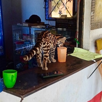 El tigrillo era tratado como