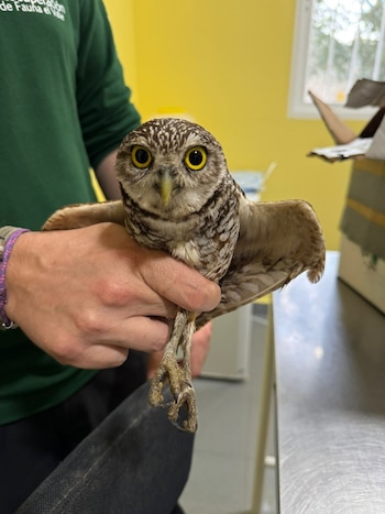 Imagen C7PWFGMOAVFYBEOYDDWJKFE4SE