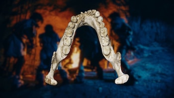 Descubren una nueva especie del