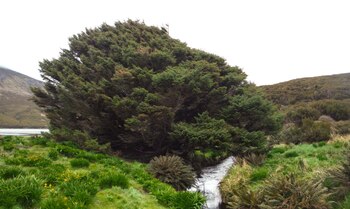 El árbol Pícea de Campbell,
