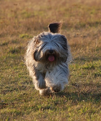 El perro pastor polaco se