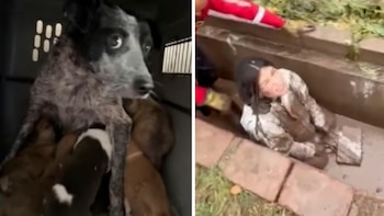 Mendoza: una joven se metió