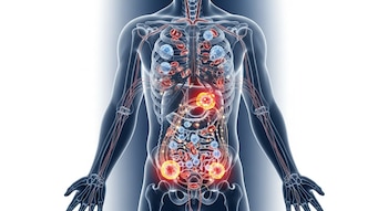 Imagen 3D de un torso humano transparente mostrando el esqueleto y órganos. La médula ósea de fémur, húmero y pelvis brilla, con células madre visibles.