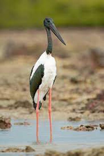 Las cigüeñas están entre las