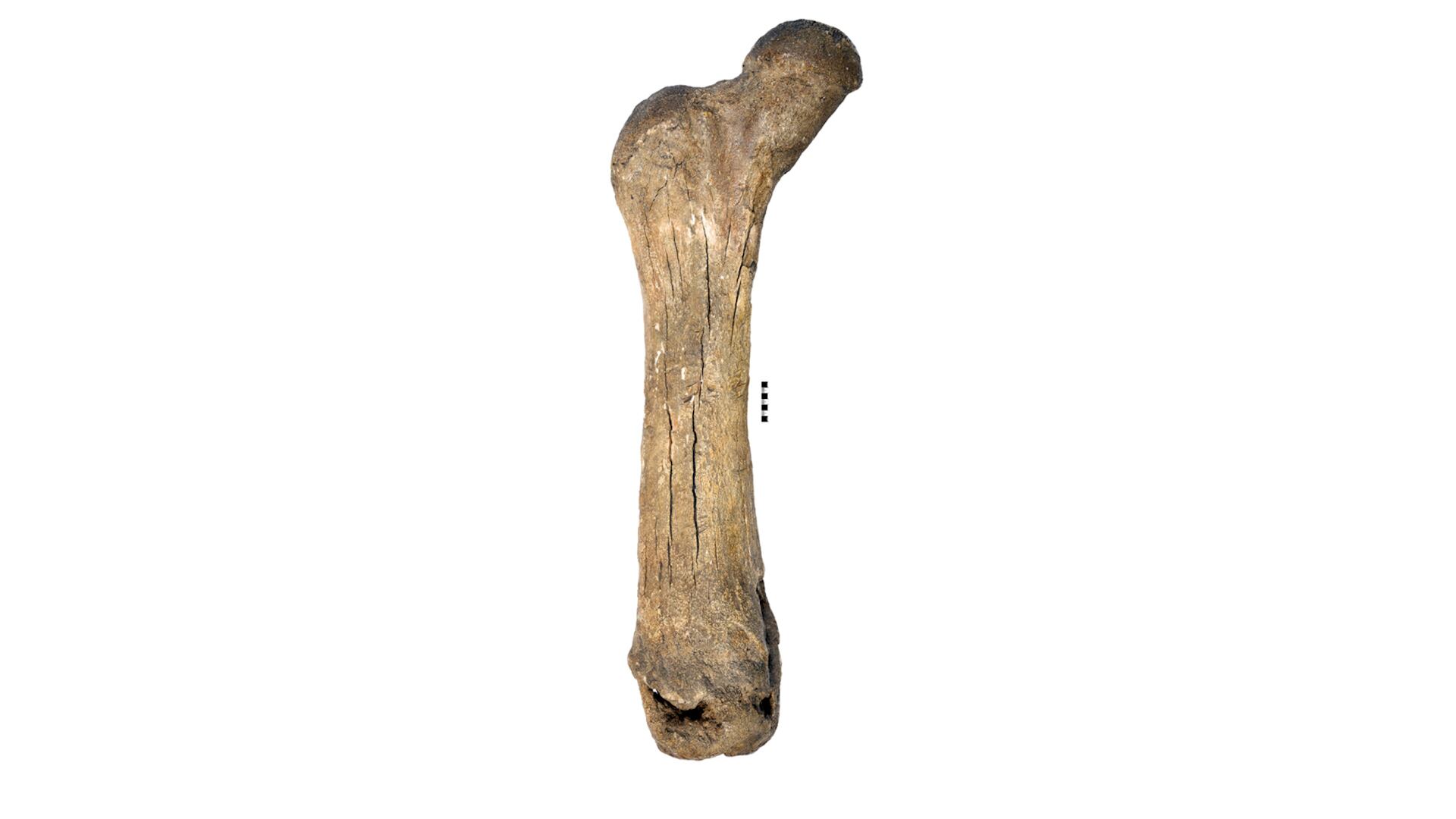 El avance y retroceso de los glaciares provocó movimientos y extinciones locales de mastodontes/Nova Scotia Museum