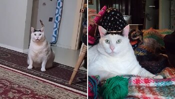 El felino se volvió famoso