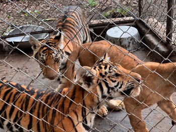 Los administradores de la UMA