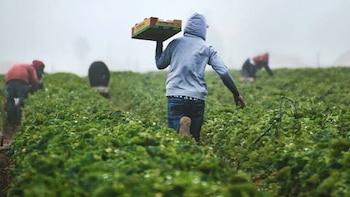 La agroindustria aportó 7 de cada 10 dólares exportados por República Dominicana en 2026