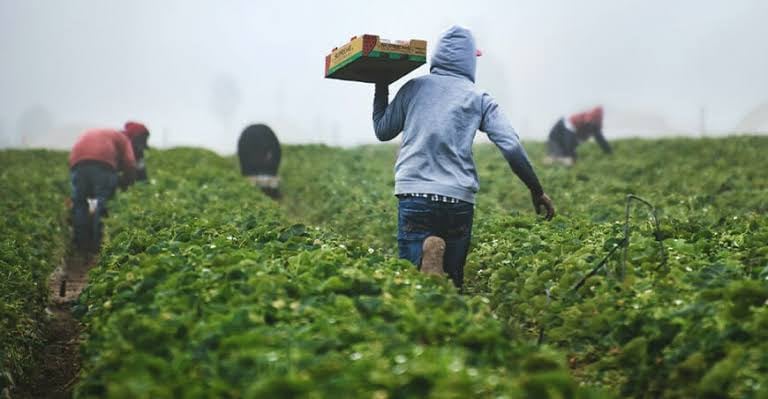 Las exportaciones agroindustriales de República Dominicana crecieron más de 28% desde 2019 y consolidaron al sector como generador de divisas. Foto cortesía