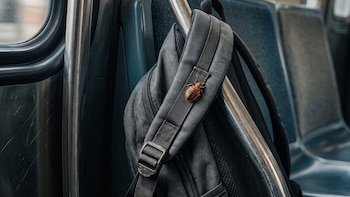 3 lugares del transporte público donde las chinches se trepan a tu ropa sin que te des cuenta