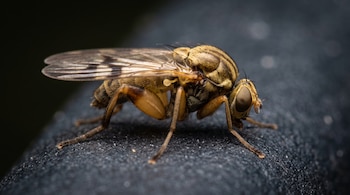 Primer plano de una mosca amarilla y marrón con tórax arqueado, alas translúcidas, seis patas y ojos compuestos, sobre una superficie oscura.