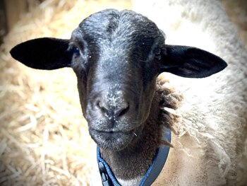 Después de evadir intentos iniciales,