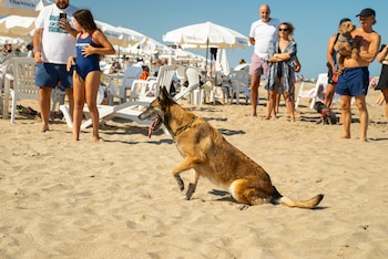 La selección genética y el