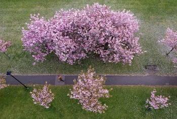 A drone view shows a person walking along an avenue of blossoming Cherry trees in The Stray park in Harrogate, Britain, April 28, 2025. REUTERS/Phil Noble