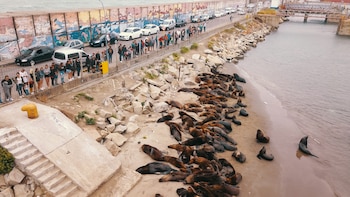 Turistas miran a los lobos