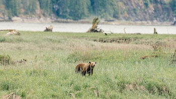 Oso de pelaje marrón claro parado en un campo de hierba alta. Fondo con un río o lago, árboles y rocas en la orilla lejana. Hay troncos secos