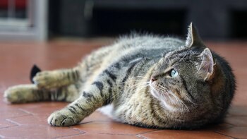 Día Internacional del Gato: recomendaciones