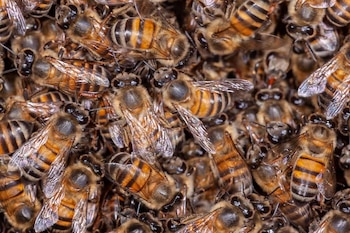 Plano detalle de un grupo compacto de abejas con cuerpos rayados en tonos amarillos y oscuros y alas transparentes