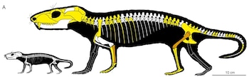 Dos ilustraciones de esqueletos de animales. La mayor con silueta negra y huesos en amarillo y naranja. La menor con silueta negra y huesos en blanco. Barra de escala de 10 centímetros