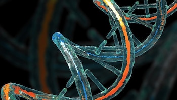 La propuesta desarrollada en el