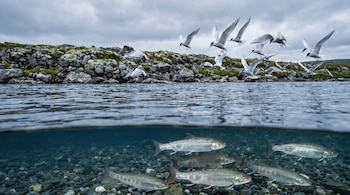 Río de tundra ártica con peces salmónidos nadando en el fondo rocoso. Aves de plumaje blanco y negro vuelan sobre el agua cerca de la orilla con musgo. Cielo nublado.
