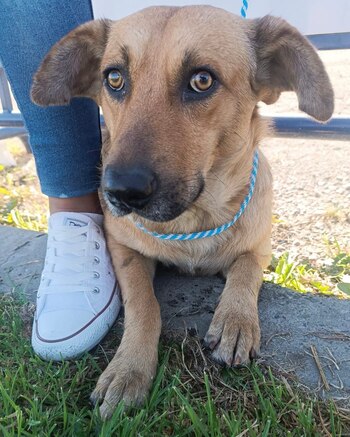 Él es "Mateo", un perrito