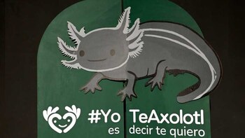 En esta edición se busca