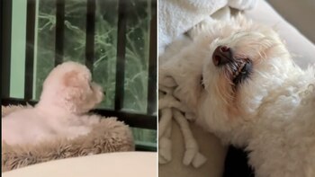 La dueña suele compartir videos