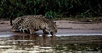 Jaguar: voz de un territorio,