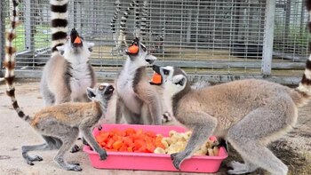 Esta operación de repatriación tiene