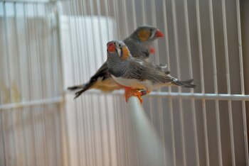 Al estudiar "diamante mandarín" -que