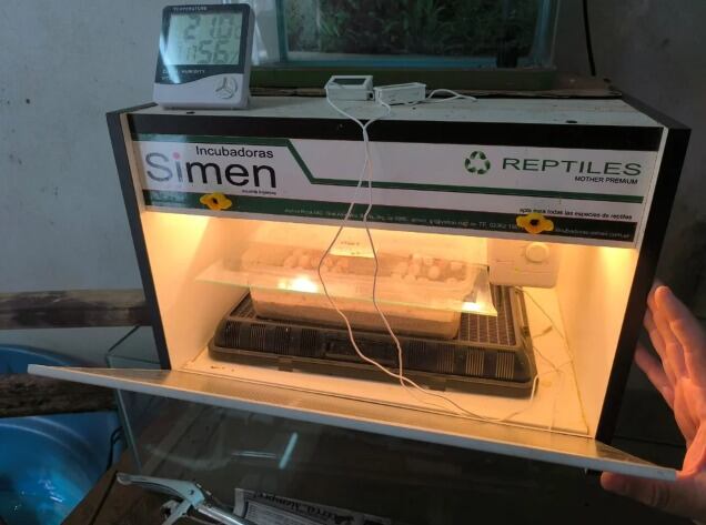 Durante el operativo se incautaron una incubadora de reptiles, un criadero de ratas y un contenedor con 14 animales muertos (Ministerio de Seguridad de Misiones/NA)